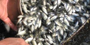 Hujan Turun Petani Ikan di Kuansing Kembali Tebar Bibit